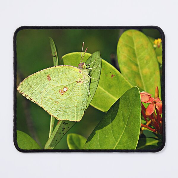 Item preview, Green Emigrant Butterfly designed and sold by Linda Walsh.