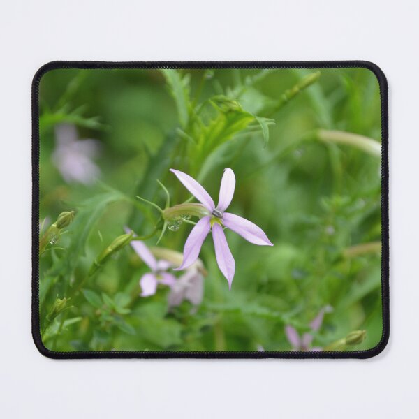 Item preview, Delicate Purple Laurentia Isotoma Blue Star Flowers in Summer Garden designed and sold by MiraNadaPrints.