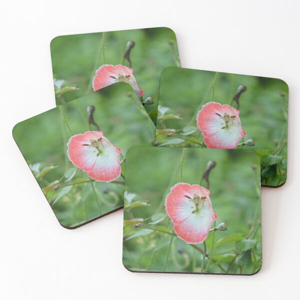 Item preview, Single Pink and White Poppy Petal Resting on Seed Pod Stem designed and sold by MiraNadaPrints.