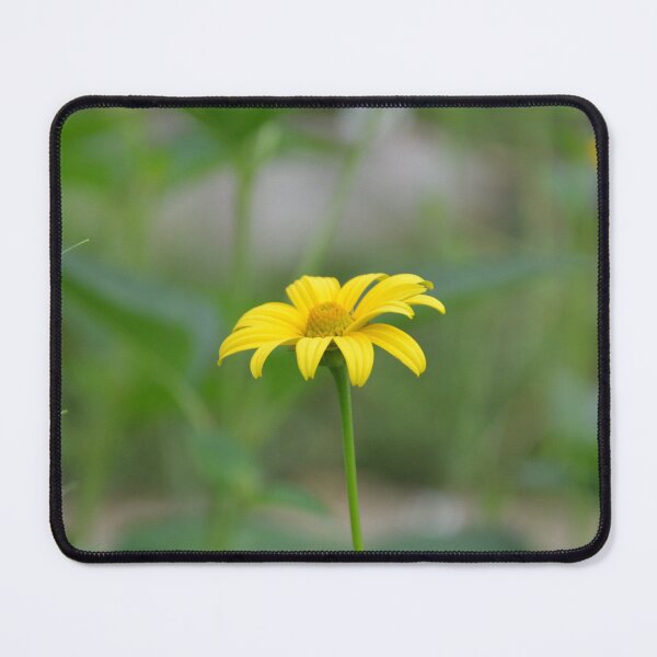 Item preview, Single Yellow Heliopsis Oxeye Sunflower on Slender Green Stem designed and sold by MiraNadaPrints.