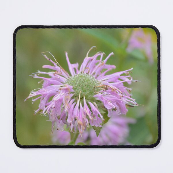 Item preview, Purple Wild Bergamot Monarda Flower Close Up designed and sold by MiraNadaPrints.