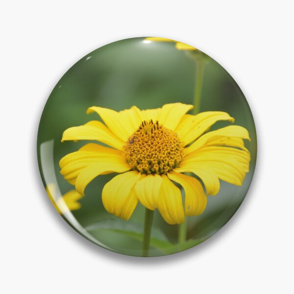 Item preview, Yellow Heliopsis Oxeye Sunflowers Close Up designed and sold by MiraNadaPrints.