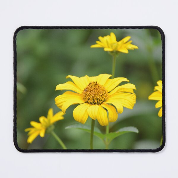 Item preview, Yellow Heliopsis Oxeye Sunflowers Close Up designed and sold by MiraNadaPrints.