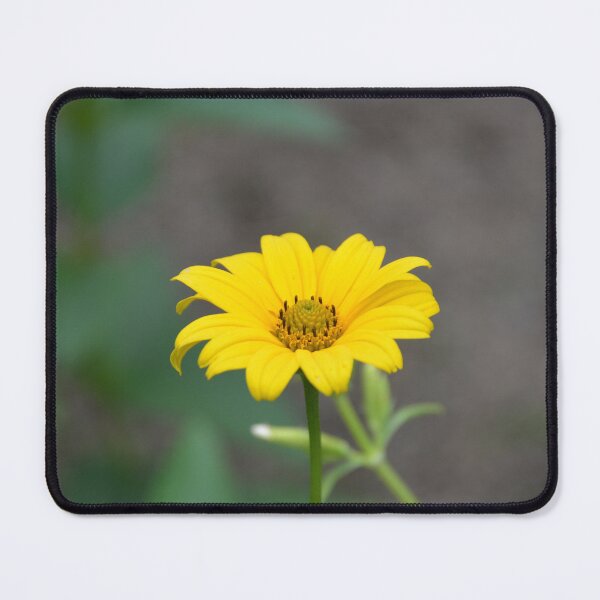 Item preview, Single Golden Heliopsis Sunflower Bloom designed and sold by MiraNadaPrints.