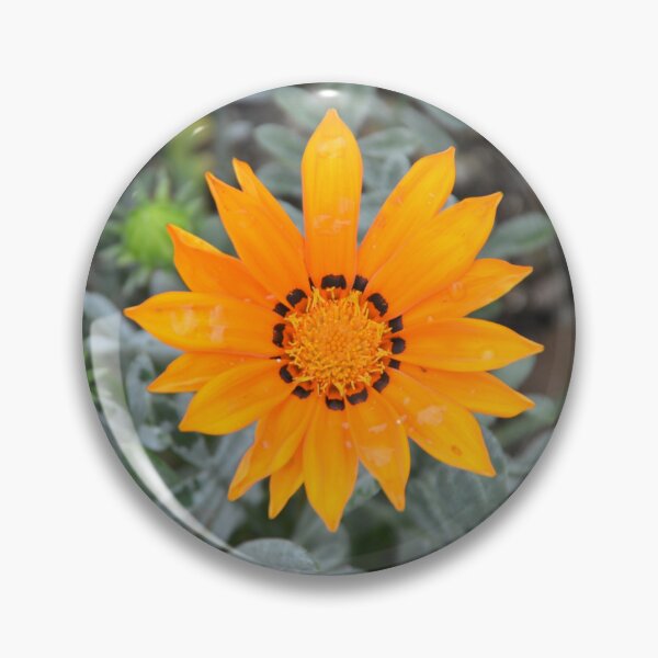 Item preview, Vibrant Orange Gazania Treasure Flower Bloom designed and sold by MiraNadaPrints.