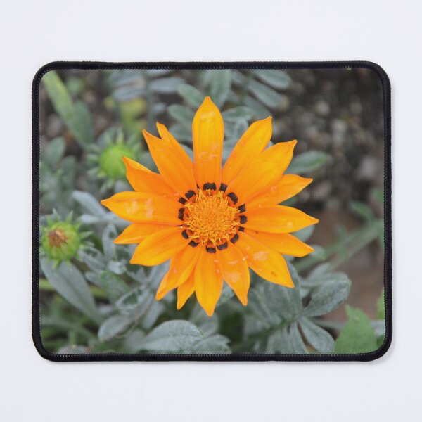 Item preview, Vibrant Orange Gazania Treasure Flower Bloom designed and sold by MiraNadaPrints.