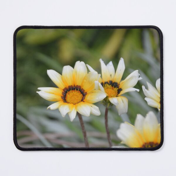 Item preview, White and Yellow Gazania Treasure Flowers designed and sold by MiraNadaPrints.