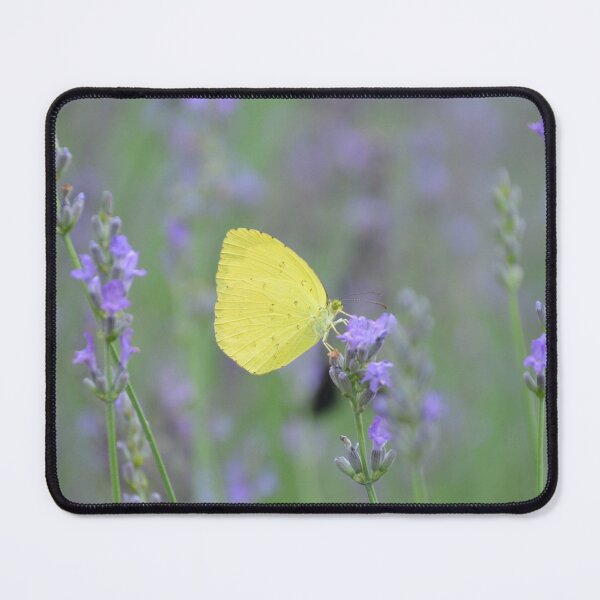Item preview, Yellow Sulphur Butterfly on Purple Lavender designed and sold by MiraNadaPrints.