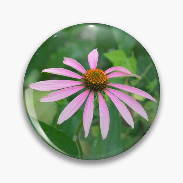 Item preview, Pink Echinacea Coneflower Blooms in Summer designed and sold by MiraNadaPrints.
