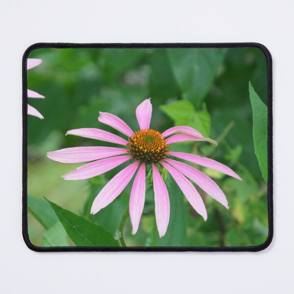 Item preview, Pink Echinacea Coneflower Blooms in Summer designed and sold by MiraNadaPrints.