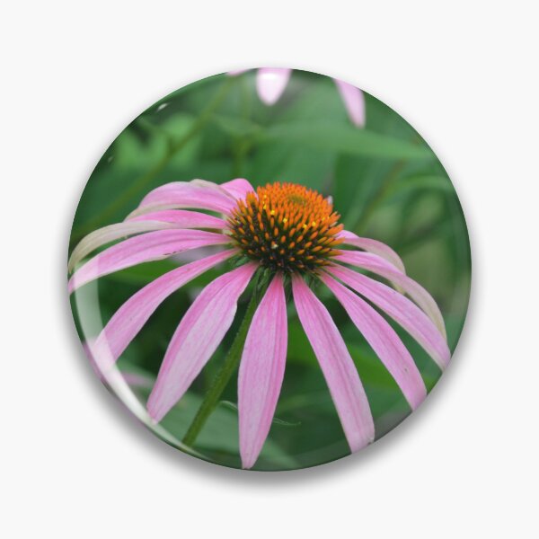 Item preview, Group of Pink Echinacea Coneflower Blooms designed and sold by MiraNadaPrints.