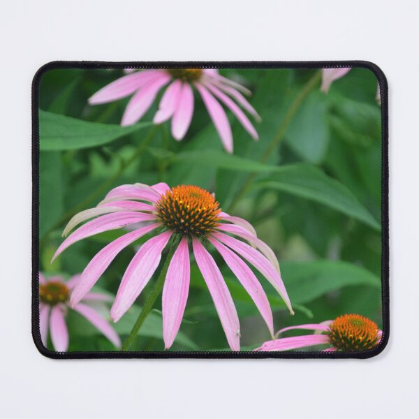 Item preview, Group of Pink Echinacea Coneflower Blooms designed and sold by MiraNadaPrints.
