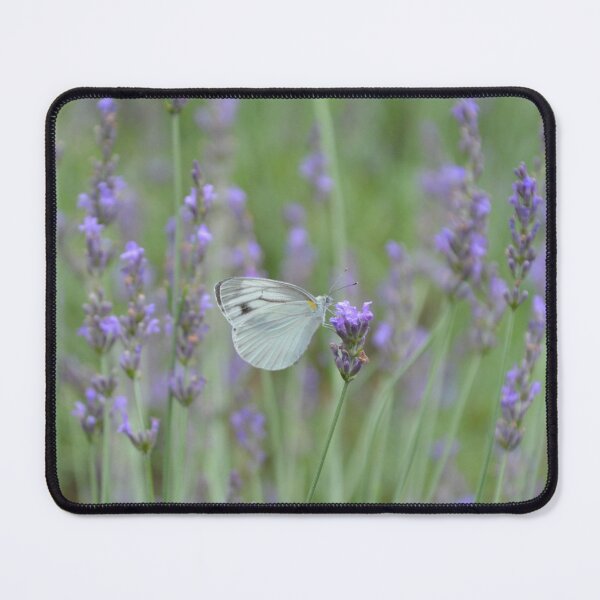 Item preview, White Butterfly Feeding on Purple Lavender Stalk designed and sold by MiraNadaPrints.