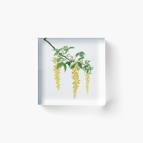 Item preview, April 30th birthday flower Laburnum designed and sold by 366birthflower.