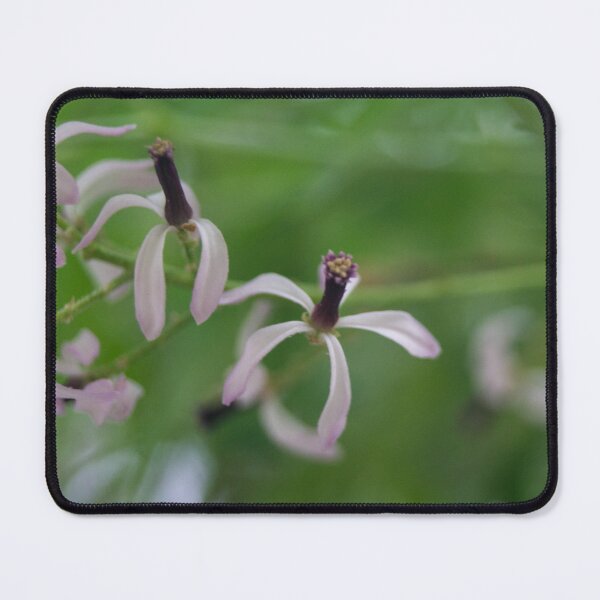Item preview, Melia azedarach tree designed and sold by ROSE ANN BANILAR.