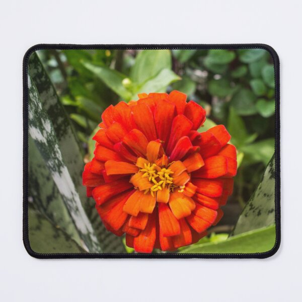 Item preview, Zinnia designed and sold by ROSE ANN BANILAR.