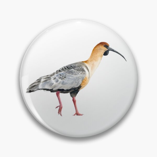 Item preview, Black-faced Ibis (Theristicus melanopis) designed and sold by HOMETOWN86.