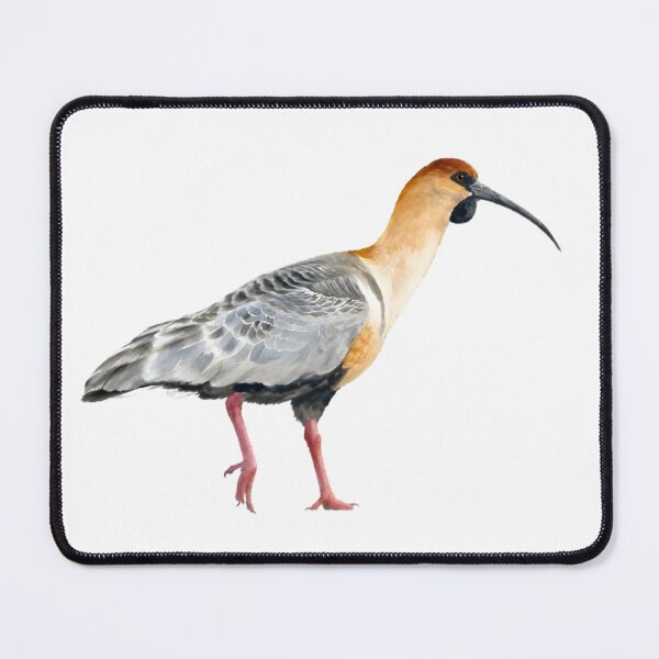 Item preview, Black-faced Ibis (Theristicus melanopis) designed and sold by HOMETOWN86.