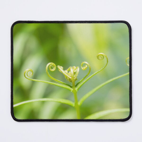 Item preview, Stenochlaena palustris designed and sold by ROSE ANN BANILAR.