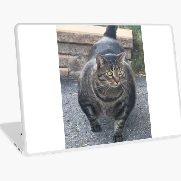 BuffCat Mac OS