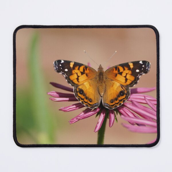 Item preview, American painted lady designed and sold by distracted.