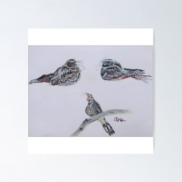 Item preview, Three Nightjars on Paper: Acrylic Painted designed and sold by Charlotte's Shop of Bird Stuff.