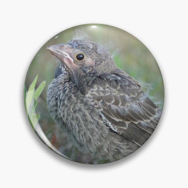 Item preview, fledgling cowbird in grass designed and sold by distracted.