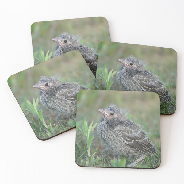 Item preview, fledgling cowbird in grass designed and sold by distracted.