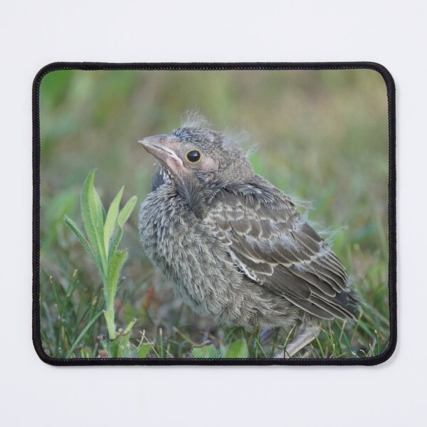 Item preview, fledgling cowbird in grass designed and sold by distracted.