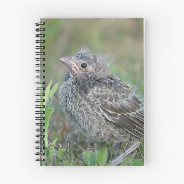 Item preview, fledgling cowbird in grass designed and sold by distracted.