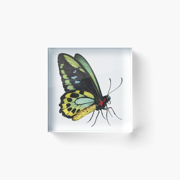 Item preview, Cairns Birdwing — Painted Tropical Butterfly designed and sold by Jaruart.