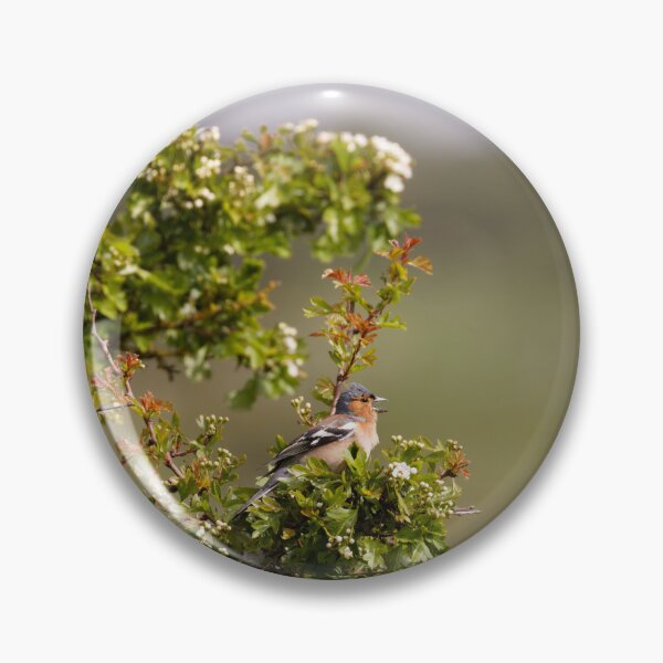 Item preview, A chatty male Bullfinch in Gower designed and sold by TomRomanPhotos.