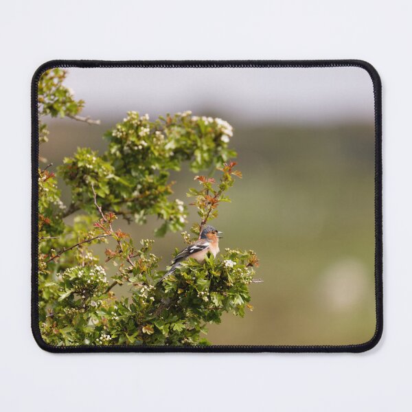 Item preview, A chatty male Bullfinch in Gower designed and sold by TomRomanPhotos.