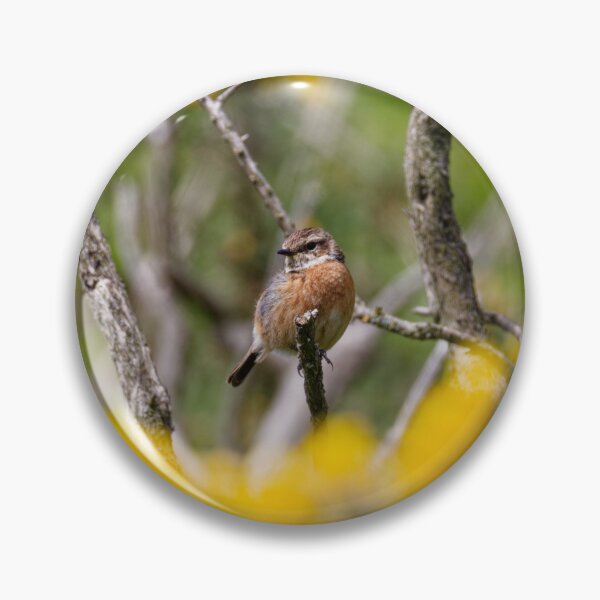 Item preview, A female Stonechat in Gower designed and sold by TomRomanPhotos.