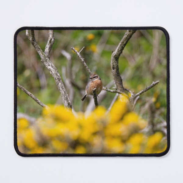 Item preview, A female Stonechat in Gower designed and sold by TomRomanPhotos.