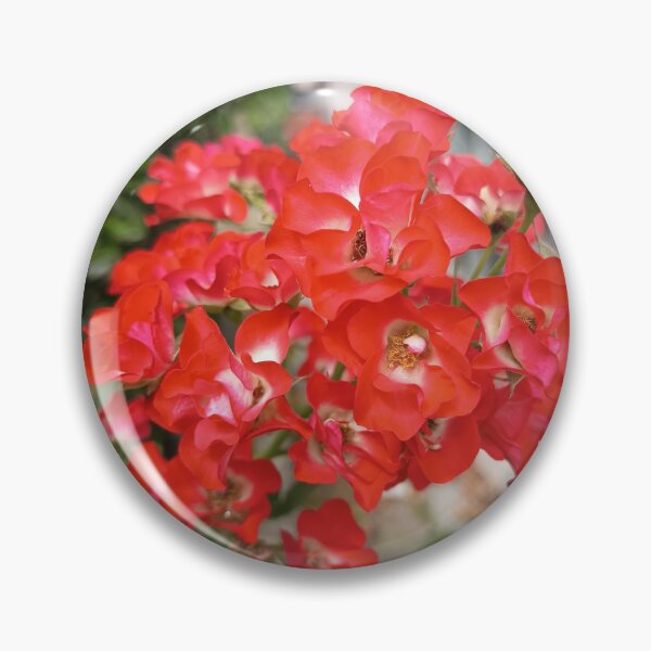 Item preview, Bright red climbing roses with a white center in the garden – close-up designed and sold by PhuongVoArt.