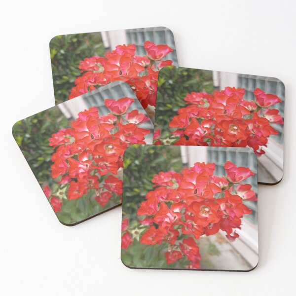 Item preview, Bright red climbing roses with a white center in the garden – close-up designed and sold by PhuongVoArt.