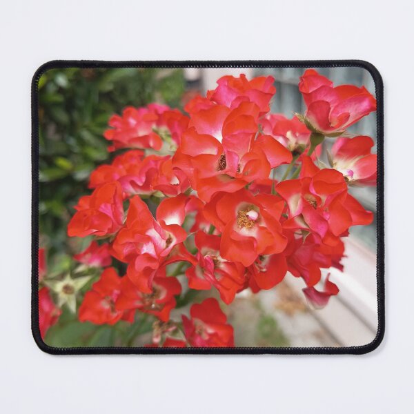 Item preview, Bright red climbing roses with a white center in the garden – close-up designed and sold by PhuongVoArt.