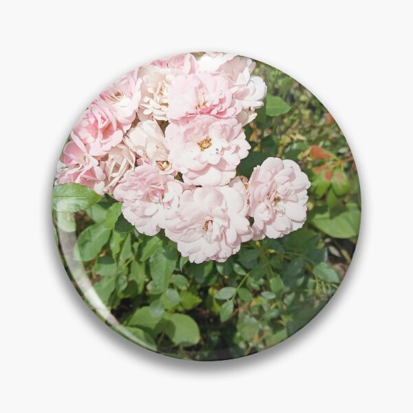 Item preview, Delicate pink rose blossoms in a sunny garden – Natural floral splendor designed and sold by PhuongVoArt.