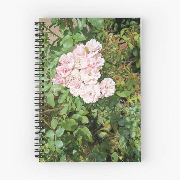 Item preview, Delicate pink rose blossoms in a sunny garden – Natural floral splendor designed and sold by PhuongVoArt.