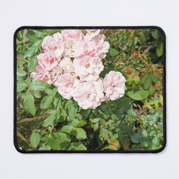 Item preview, Delicate pink rose blossoms in a sunny garden – Natural floral splendor designed and sold by PhuongVoArt.