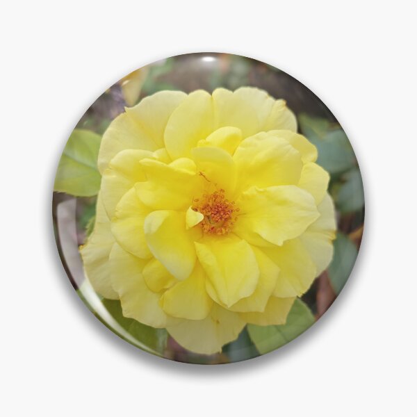 Item preview, Bright yellow rose in the garden – close-up of a bloom designed and sold by PhuongVoArt.