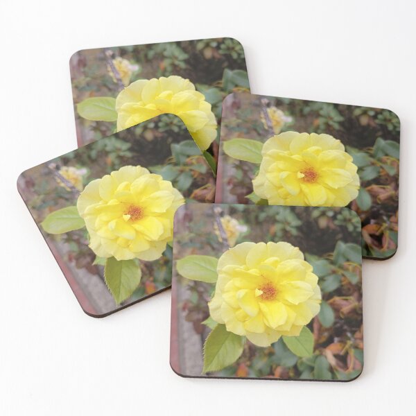 Item preview, Bright yellow rose in the garden – close-up of a bloom designed and sold by PhuongVoArt.