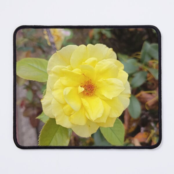 Item preview, Bright yellow rose in the garden – close-up of a bloom designed and sold by PhuongVoArt.