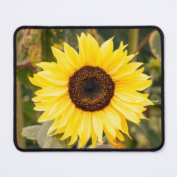 Item preview, Radiant Sunflower designed and sold by Tanya C Smith.