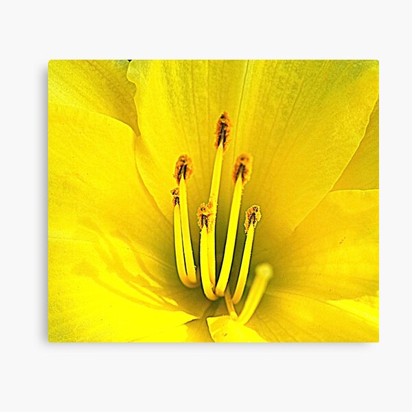 Item preview, Front and Center designed and sold by katpix.