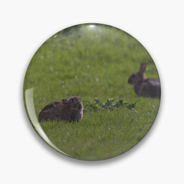 Item preview, Some European Rabbits in Gower designed and sold by TomRomanPhotos.