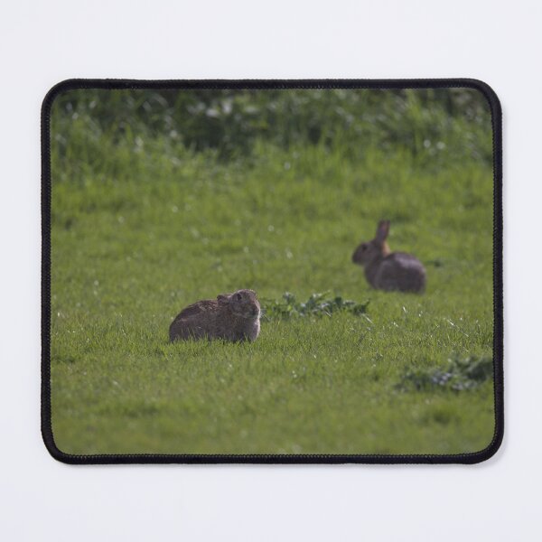 Item preview, Some European Rabbits in Gower designed and sold by TomRomanPhotos.