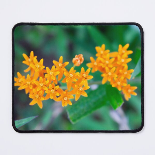 Item preview, Butterfly Weed in Bloom designed and sold by Perspective Wings.