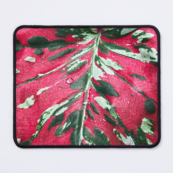 Item preview, Caladium designed and sold by Alice Becky Kahn.